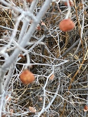 Rhus aromatica simplicifolia