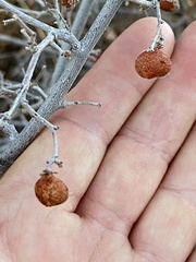 Rhus aromatica simplicifolia