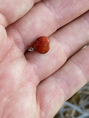 Rhus aromatica simplicifolia