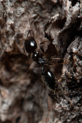 Crematogaster laeviceps