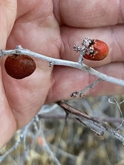 Rhus aromatica simplicifolia