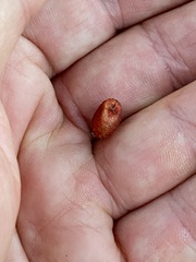 Rhus aromatica simplicifolia