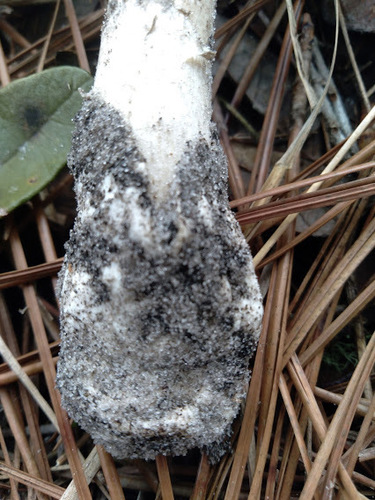 Amanita vaginata image
