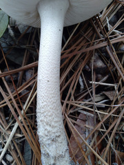 Amanita vaginata image