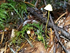 Mycena oregonensis