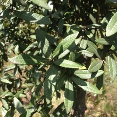 Quercus crassipes