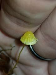 Mycena oregonensis