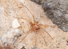 Neoanagraphis chamberlini