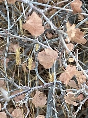 Rhus aromatica simplicifolia