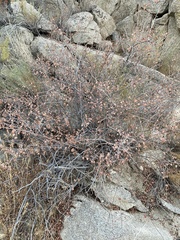Rhus aromatica simplicifolia