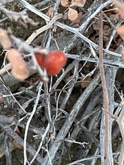 Rhus aromatica simplicifolia