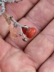 Rhus aromatica simplicifolia