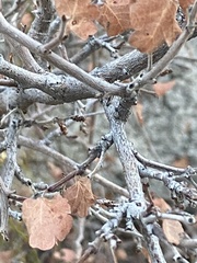 Rhus aromatica simplicifolia