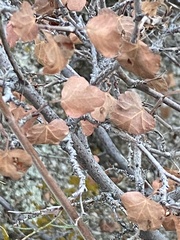 Rhus aromatica simplicifolia