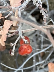 Rhus aromatica simplicifolia
