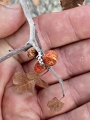 Rhus aromatica simplicifolia