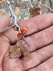 Rhus aromatica simplicifolia