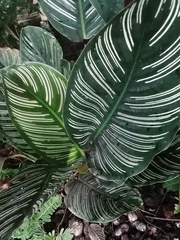 Goeppertia sanderiana