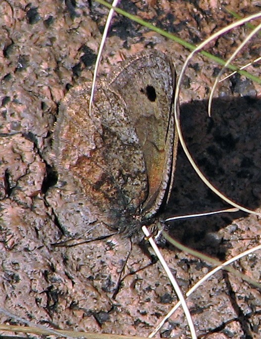Argyrophorus tandilensis