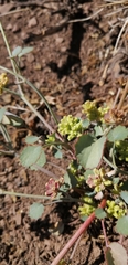 Asteriscium aemocarpon