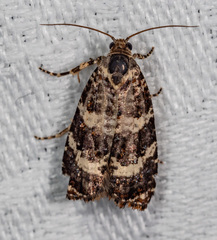 Scolioplecta comptana