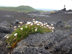 Pseudocherleria macrocarpa
