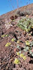 Asteriscium aemocarpon