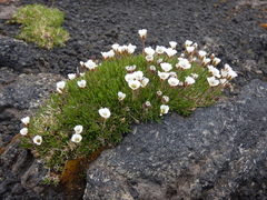 Pseudocherleria macrocarpa