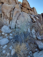 Asclepias subulata