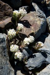 Myosotis traversii cantabrica