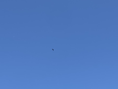 Falco novaeseelandiae