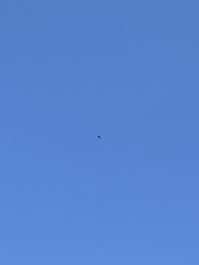 Falco novaeseelandiae