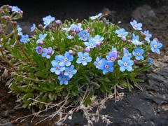 Eritrichium sericeum