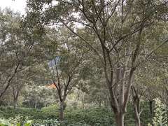 Erythrina lysistemon