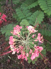 Caesalpinia