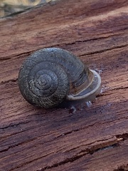 Helminthoglypta arrosa