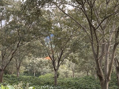 Erythrina lysistemon