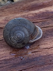 Helminthoglypta arrosa