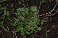 Sanicula bipinnatifida