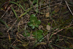 Sanicula bipinnatifida