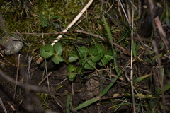 Sanicula bipinnatifida