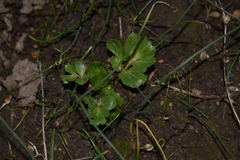 Sanicula bipinnatifida