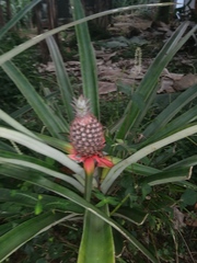 Ananas