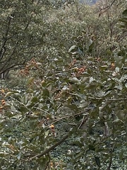 Erythrina lysistemon