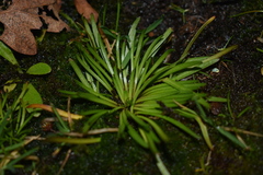 Plantago elongata
