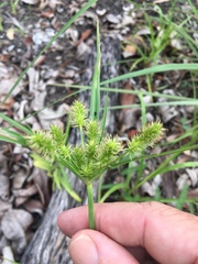 Cyperus lucidus