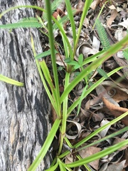 Cyperus lucidus