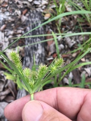 Cyperus lucidus