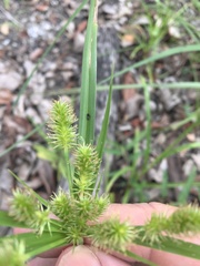 Cyperus lucidus