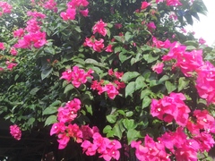 Bougainvillea spectabilis